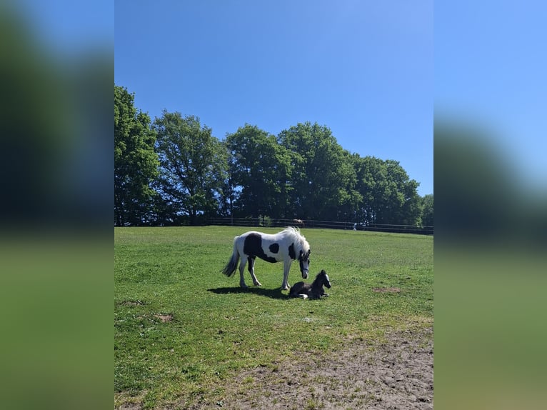 Welsh C (of Cob Type) Mix Stallion 1 year 12.2 hh Black in Uelsen