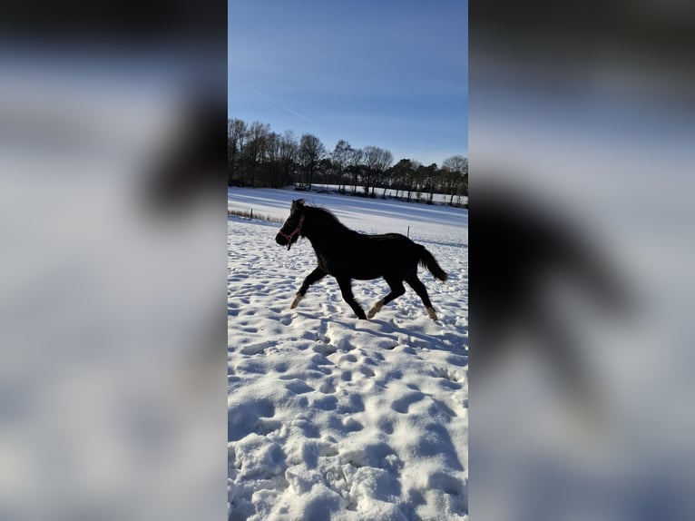 Welsh C (of Cob Type) Mix Stallion 1 year 12.2 hh Black in Uelsen