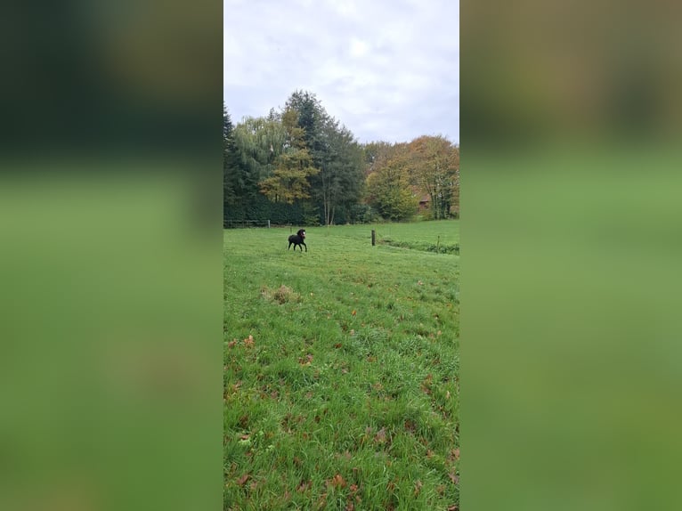 Welsh C (of Cob Type) Mix Stallion 1 year 12.2 hh Black in Uelsen