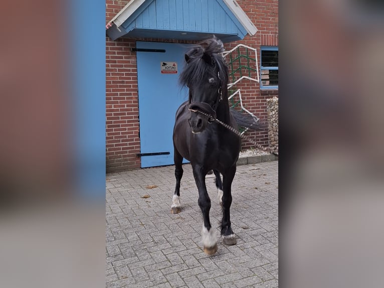 Welsh C (of Cob Type) Mix Stallion 1 year 12,2 hh Black in Uelsen