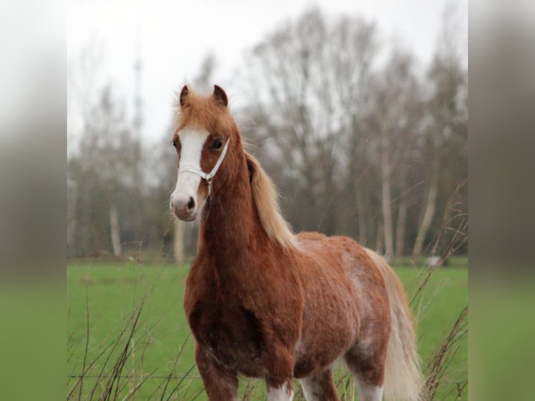 Welsh C (of Cob Type) Stallion 1 year 12,2 hh Chestnut-Red in Hengelo (Gld)