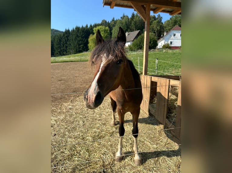 Welsh C (of Cob Type) Stallion 1 year 13,2 hh Bay-Dark in Neuhaus