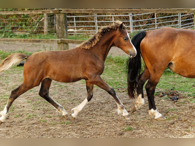Welsh C (of Cob Type) Stallion 2 years 13.2 hh Brown in Meerbusch