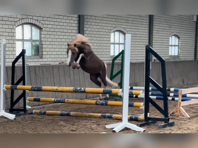Welsh C (of Cob Type) Stallion 3 years 11 hh Chestnut-Red in GROTE-BROGEL