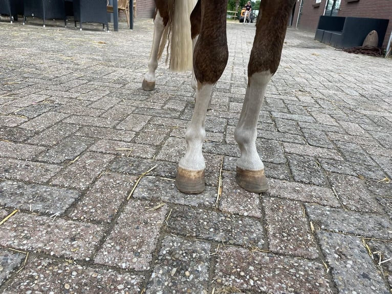 Welsh C (of Cob Type) Stallion 3 years 11 hh Chestnut-Red in GROTE-BROGEL