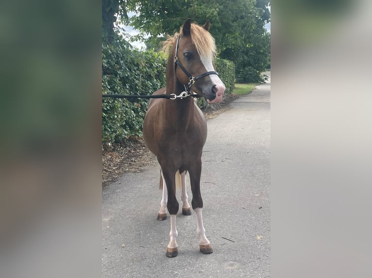 Welsh C (of Cob Type) Stallion 3 years 11 hh Chestnut-Red in GROTE-BROGEL