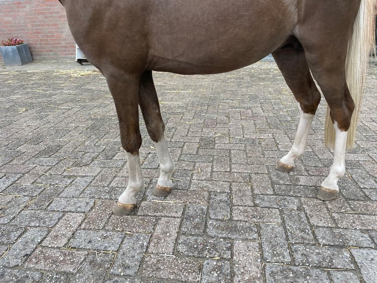 Welsh C (of Cob Type) Stallion 3 years 11 hh Chestnut-Red in GROTE-BROGEL