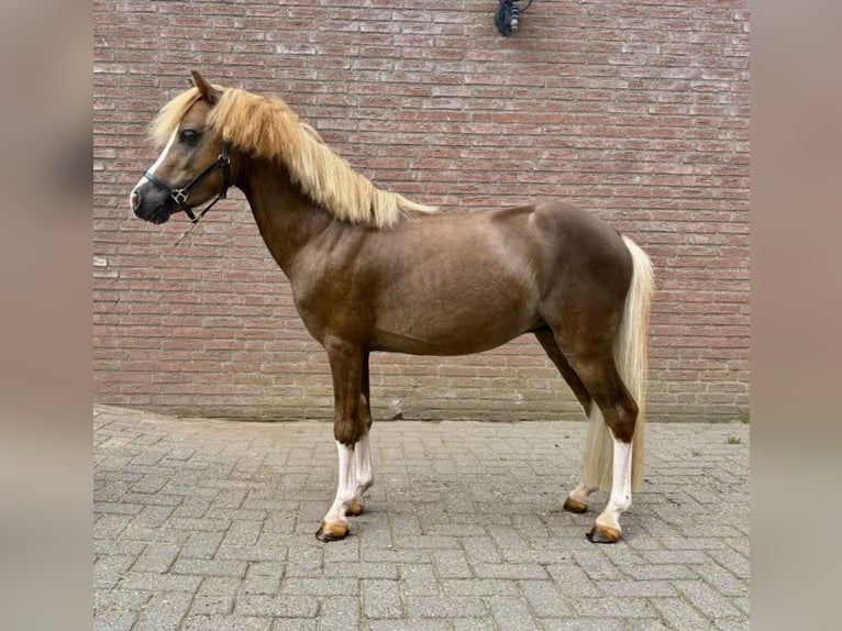 Welsh C (of Cob Type) Stallion 3 years 11 hh Chestnut-Red in GROTE-BROGEL