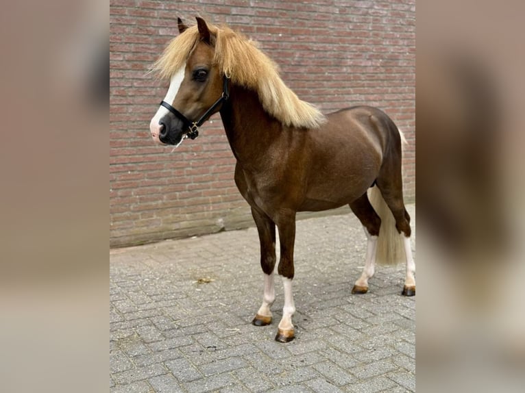 Welsh C (of Cob Type) Stallion 3 years 11 hh Chestnut-Red in GROTE-BROGEL