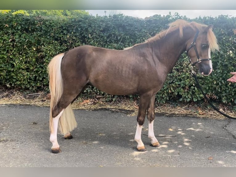 Welsh C (of Cob Type) Stallion 3 years 11 hh Chestnut-Red in GROTE-BROGEL