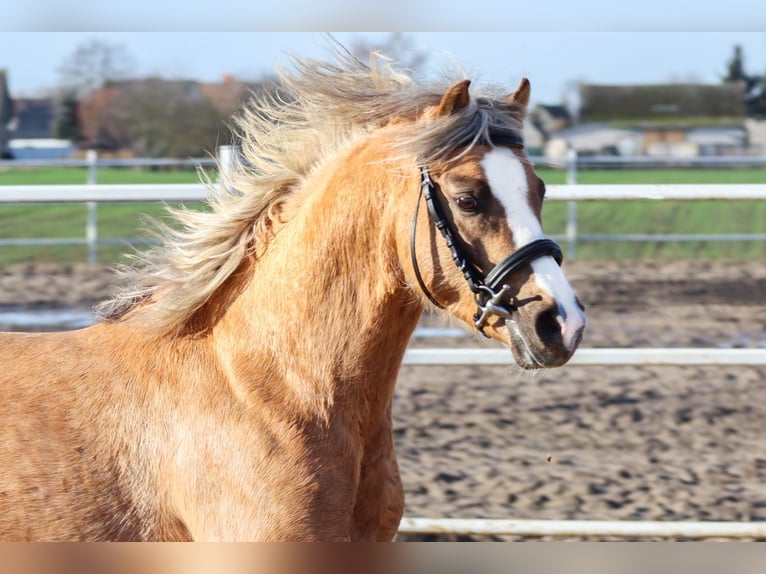 Welsh C (of Cob Type) Stallion 5 years 12,3 hh Palomino in Wągrowiec