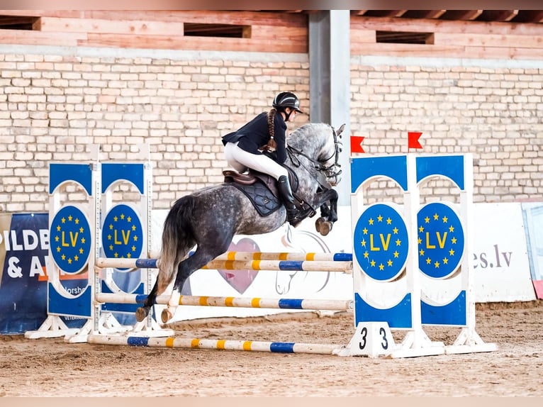 Welsh C (of Cob Type) Mix Stallion 7 years 13.2 hh Grey-Dapple in Rīgas raj