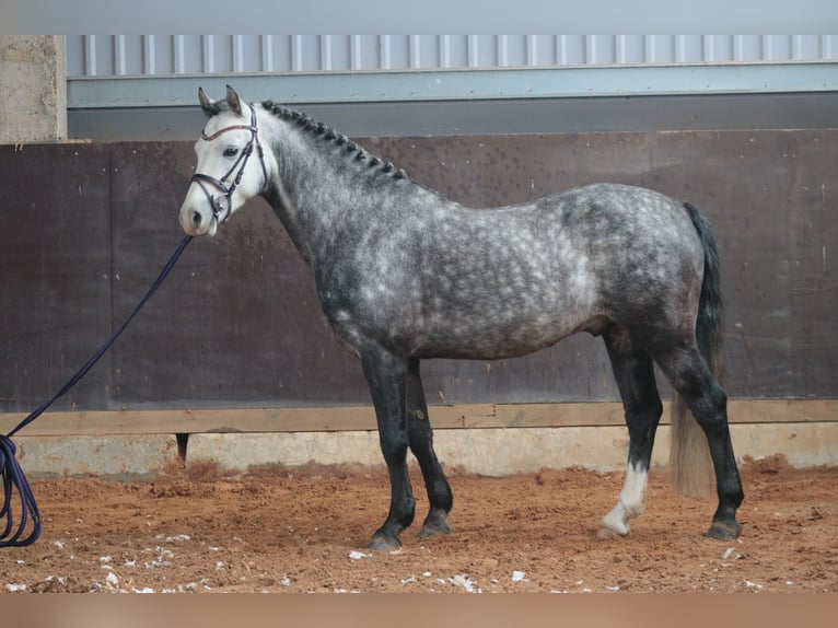 Welsh C (of Cob Type) Mix Stallion 7 years 13.2 hh Grey-Dapple in Rīgas raj
