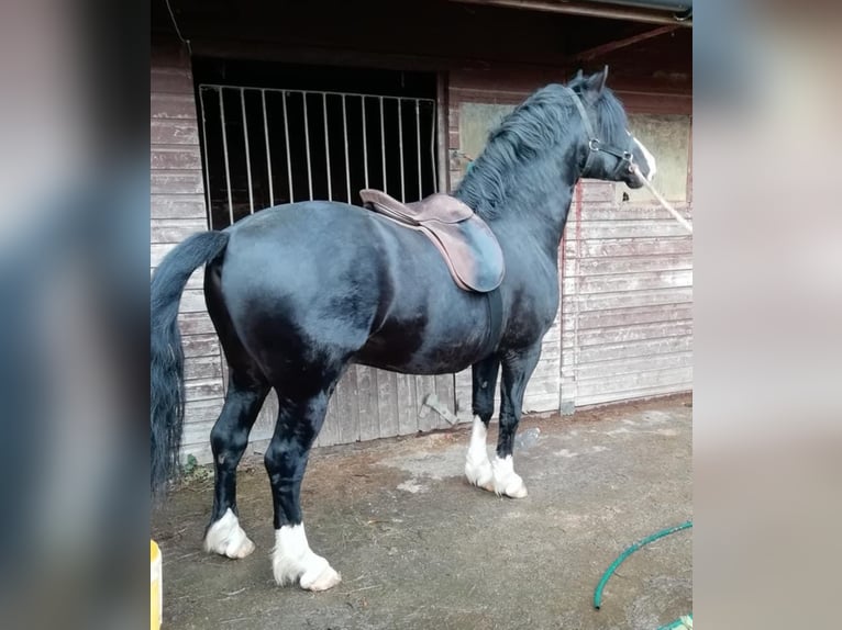 Welsh C (of Cob Type) Stallion Black in Meerbusch