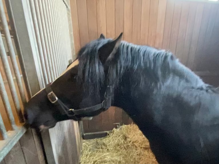 Welsh C (of Cob Type) Stallion Black in Meerbusch