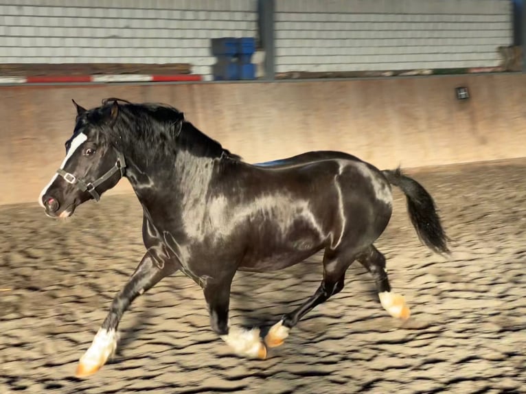 Welsh C (of Cob Type) Stallion Black in Meerbusch