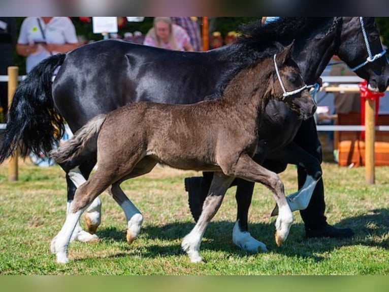 Welsh C (of Cob Type) Stallion Black in Meerbusch