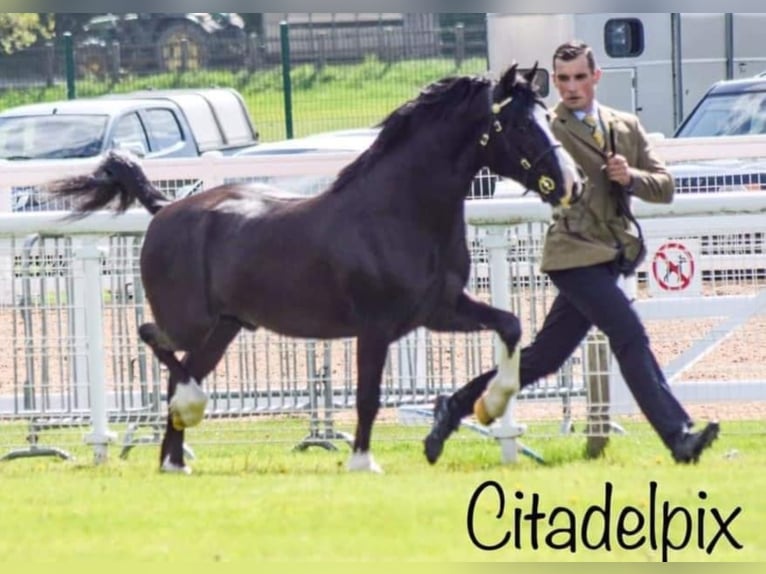 Welsh C (of Cob Type) Stallion Black in Meerbusch