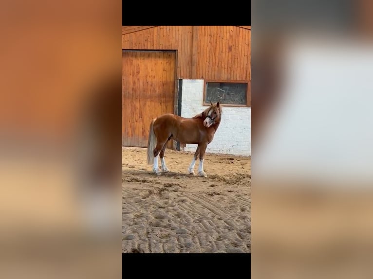 Welsh C (of Cob Type) Stallion Chestnut-Red in Barver