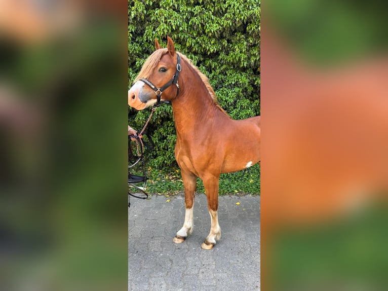 Welsh C (of Cob Type) Stallion Chestnut-Red in Barver