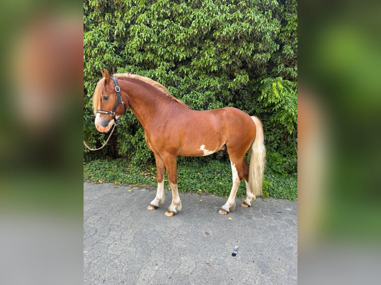 Welsh C (of Cob Type) Stallion Chestnut-Red in Barver