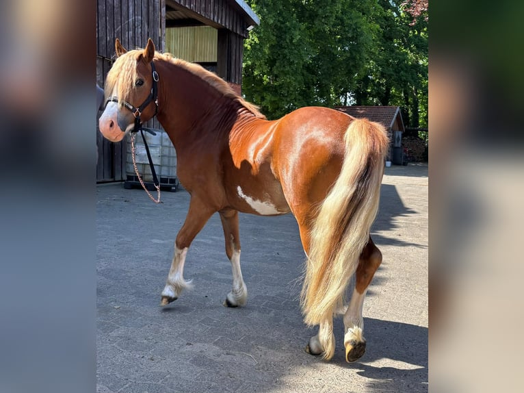 Welsh C (of Cob Type) Stallion Chestnut-Red in Barver