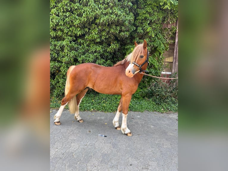 Welsh C (of Cob Type) Stallion Chestnut-Red in Barver