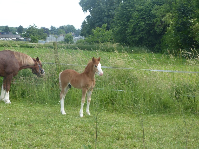 Welsh C (of Cob Type) Stallion Foal (05/2026) 13.2 hh Chestnut-Red in Korschenbroich