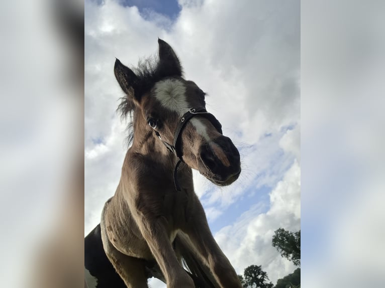 Welsh C (of Cob Type) Mix Stallion Foal (05/2025) 13,1 hh Black in Uelsen