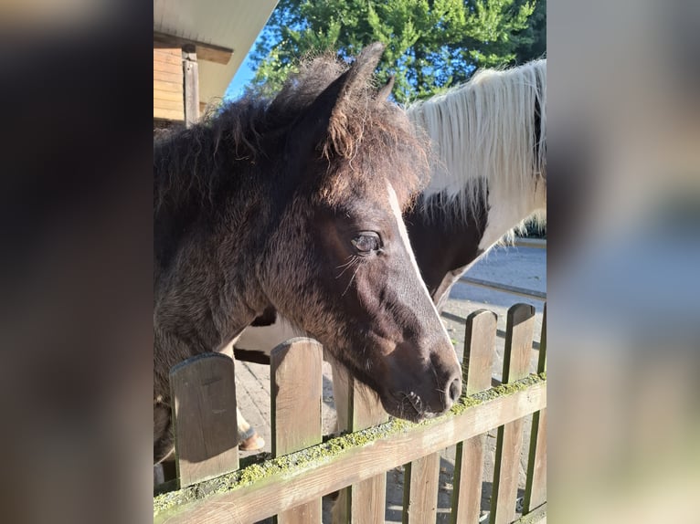 Welsh C (of Cob Type) Mix Stallion Foal (05/2025) 13,1 hh Black in Uelsen