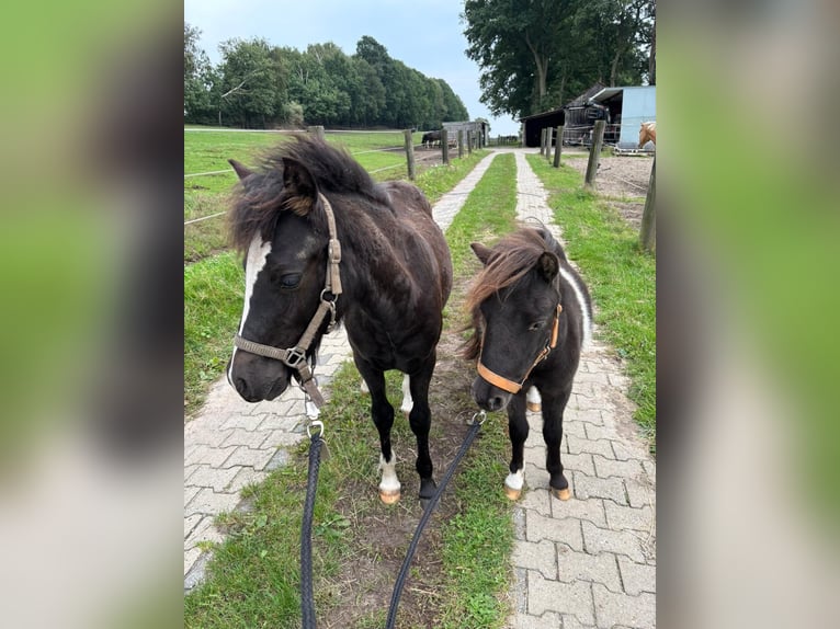 Welsh C (of Cob Type) Mix Stallion Foal (05/2025) 13,1 hh Black in Uelsen