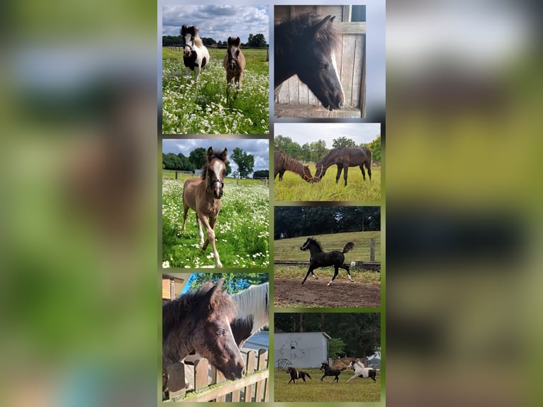 Welsh C (of Cob Type) Mix Stallion Foal (05/2025) 13,1 hh Black in Uelsen