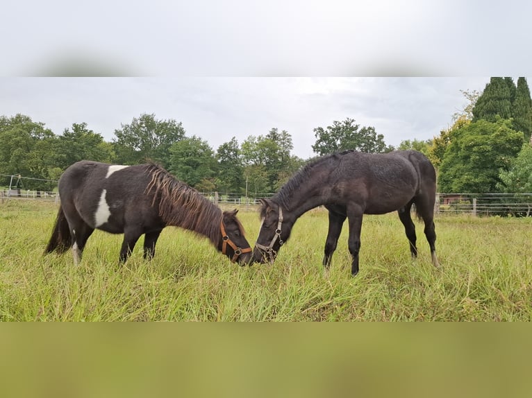 Welsh C (of Cob Type) Mix Stallion Foal (05/2025) 13,1 hh Black in Uelsen
