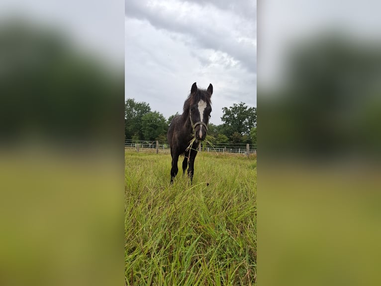 Welsh C (of Cob Type) Mix Stallion Foal (05/2025) 13,1 hh Black in Uelsen