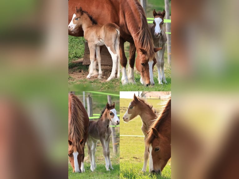 Welsh C (of Cob Type) Stallion Foal (04/2026) Sabino in Meinhard