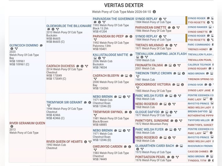 Welsh C (of Cob Type) Stallion Foal (04/2026) Sabino in Meinhard