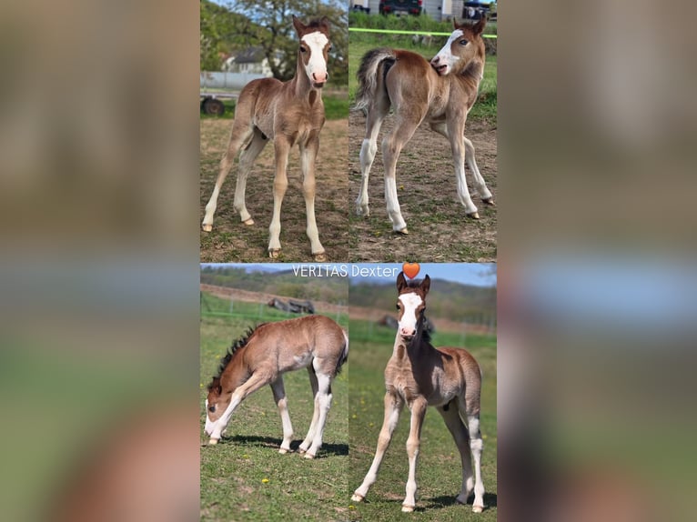 Welsh C (of Cob Type) Stallion Foal (04/2026) Sabino in Meinhard