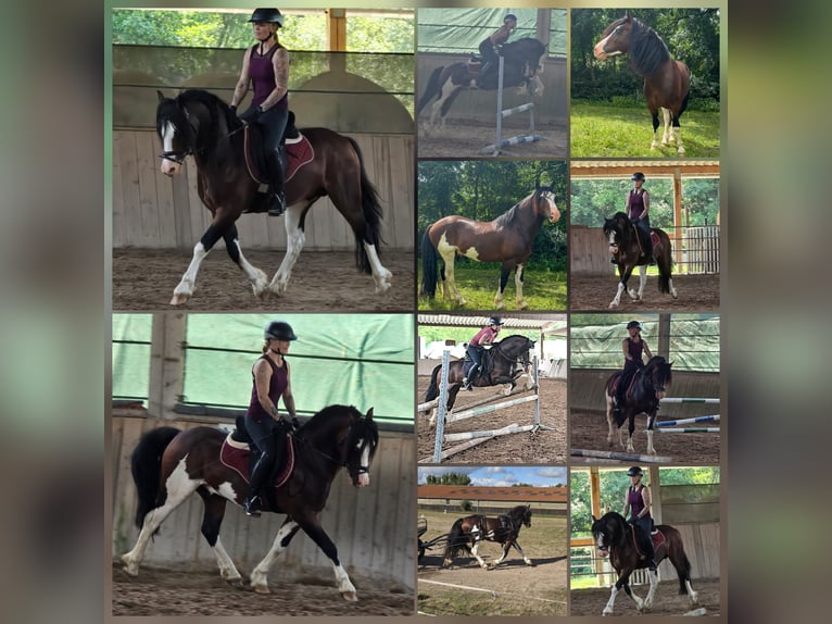 Welsh C (of Cob Type) Stallion Foal (04/2026) Sabino in Meinhard