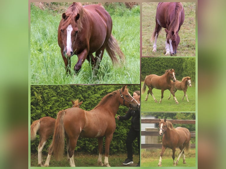 Welsh C (of Cob Type) Stallion Foal (04/2026) Sabino in Meinhard