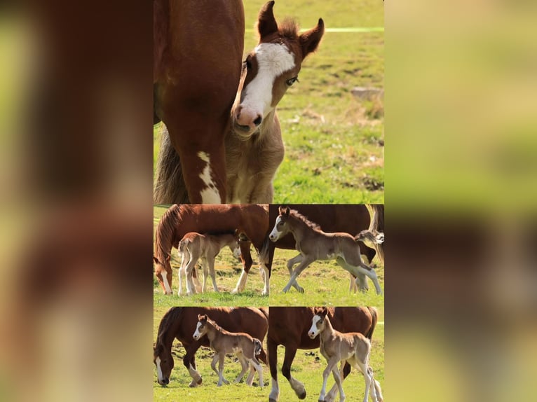 Welsh C (of Cob Type) Stallion Foal (04/2026) Sabino in Meinhard