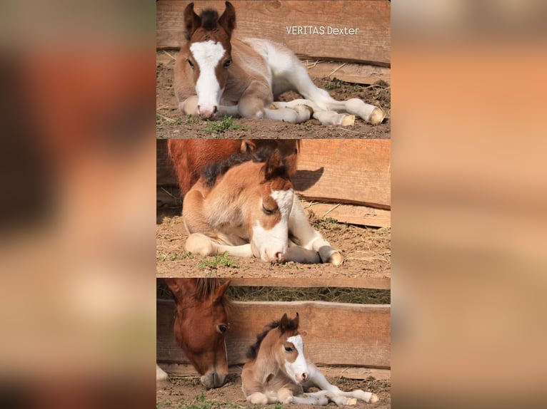 Welsh C (of Cob Type) Stallion Foal (04/2026) Sabino in Meinhard