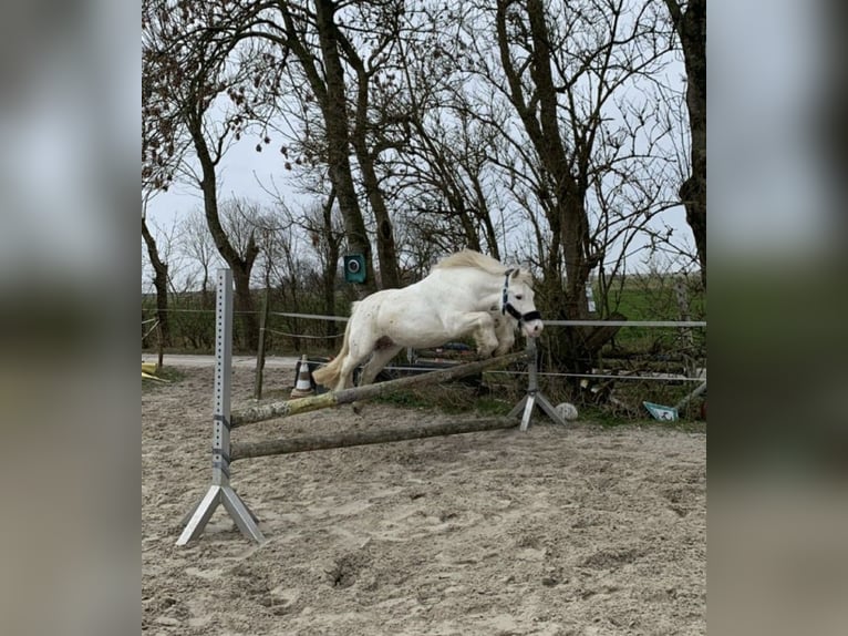 Welsh-C Mix Ruin 10 Jaar 126 cm Schimmel in Krummhörn