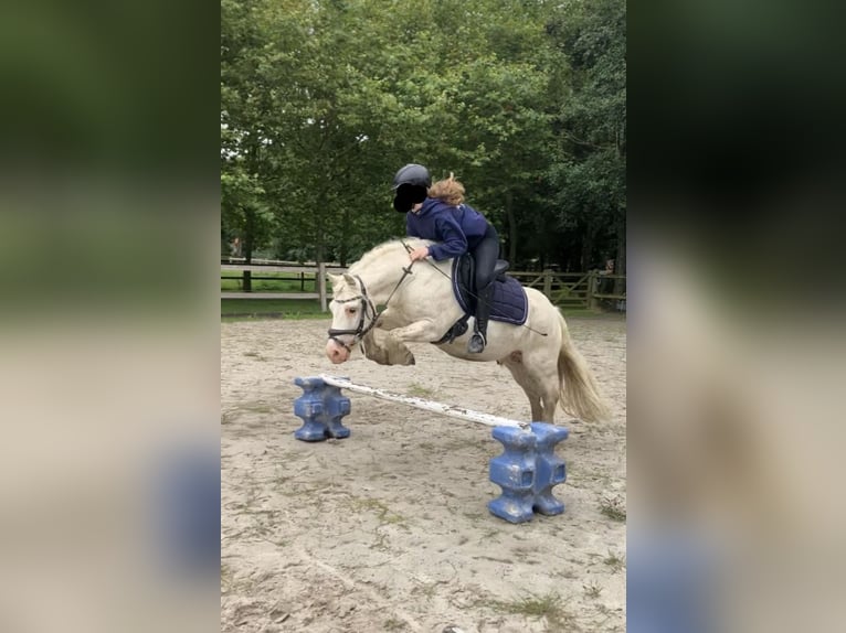Welsh-C Mix Ruin 10 Jaar 126 cm Schimmel in Krummhörn