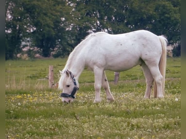 Welsh-C Mix Ruin 10 Jaar 126 cm Schimmel in Krummhörn