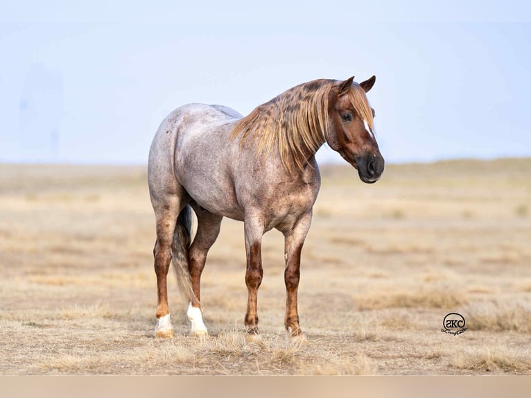 Welsh-C Ruin 11 Jaar 127 cm Roan-Red in Canyon