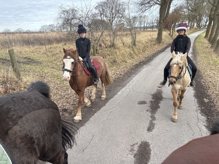 Welsh-C Ruin 13 Jaar 145 cm Donkere-vos in Heide