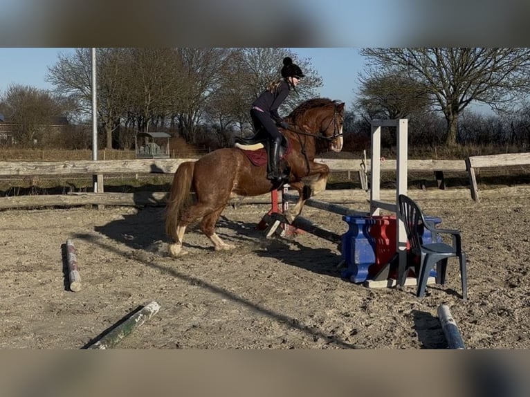 Welsh-C Ruin 13 Jaar 145 cm Donkere-vos in Heide