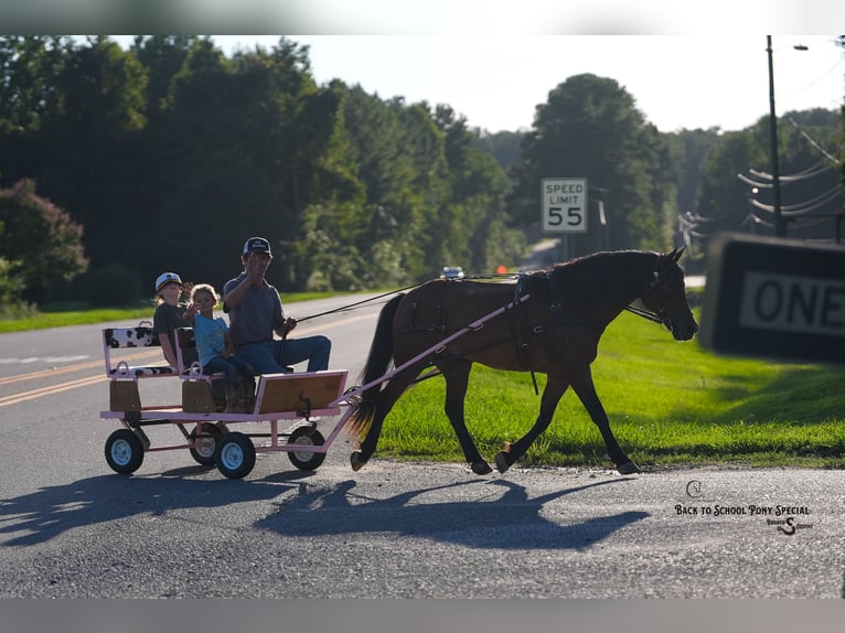 Welsh-C Mix Ruin 13 Jaar Roodbruin in Clover