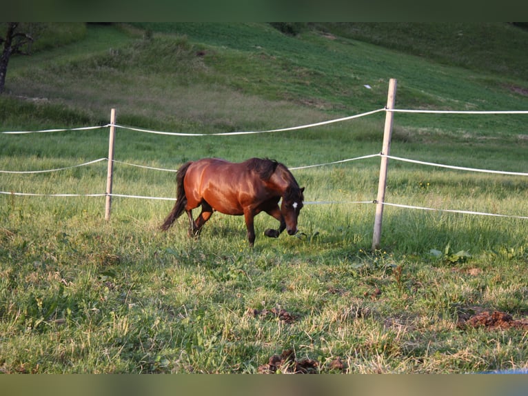 Welsh-C Ruin 15 Jaar 130 cm Bruin in Thüringen