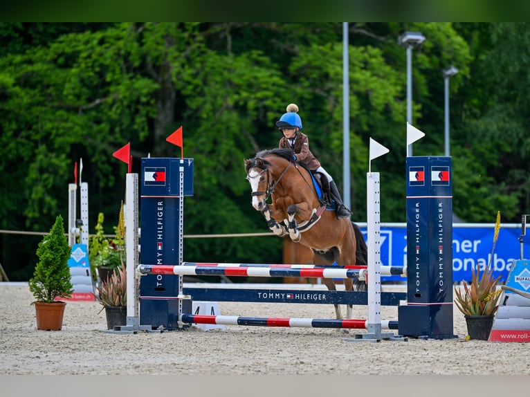 Welsh-C Ruin 16 Jaar 137 cm Bruin in Forch